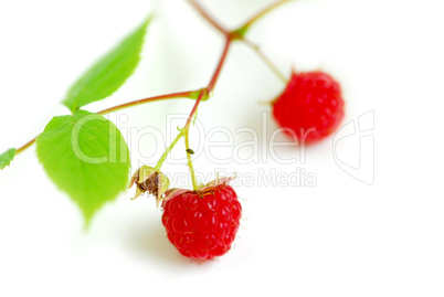 Raspberry branch white