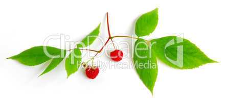 Raspberry branch on white