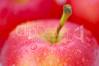 Red apples macro