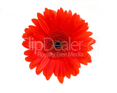 Red gerbera flower