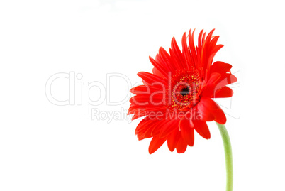 Red gerbera flower