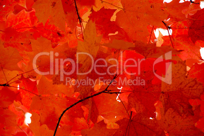 Red maple leaves