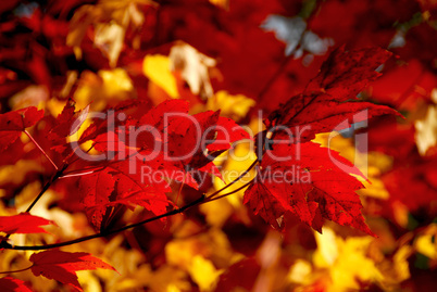 Red maple leaves