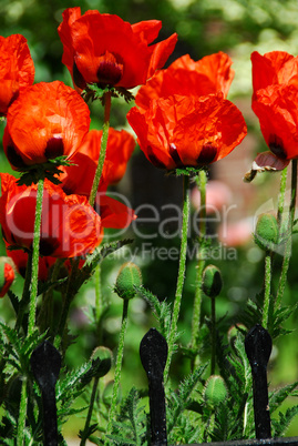 Island poppies