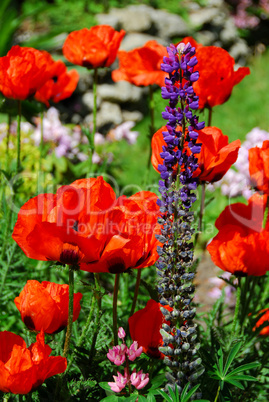 Spring garden with poppies