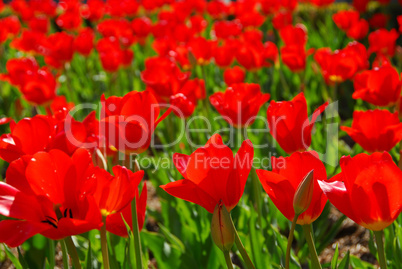 Red tulips