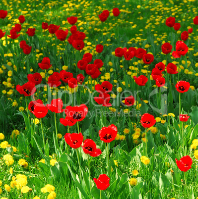 Flower field