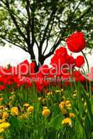 Tulip flower field