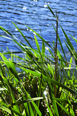Reeds at water edge