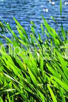 Reeds at water edge