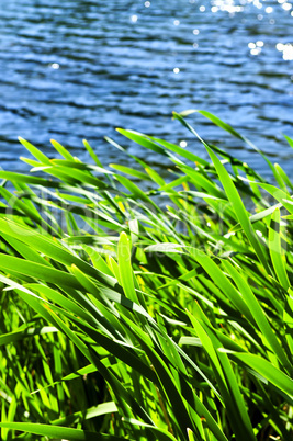 Reeds at water edge