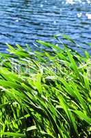 Reeds at water edge