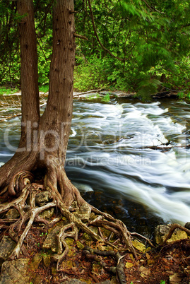 River through woods