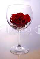 Wine glass with rose