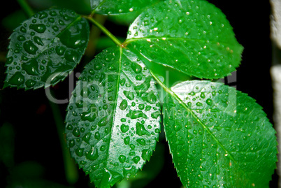 Wet green leaf