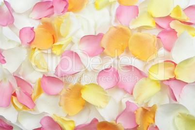 Rose petals background