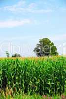 Corn field