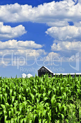 Rural landscape