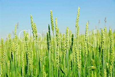 Green grain growing