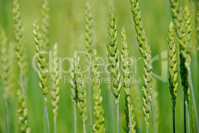 Green grain growing