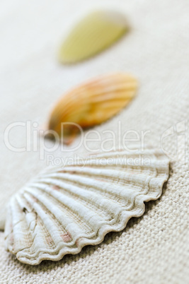 Seashells