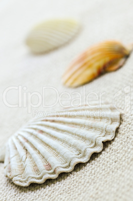 Seashells