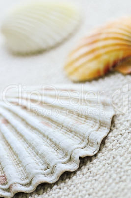 Seashells