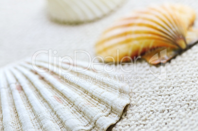 Seashells