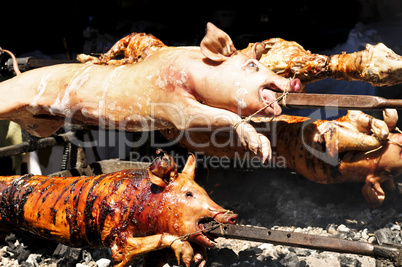 Roasted pigs