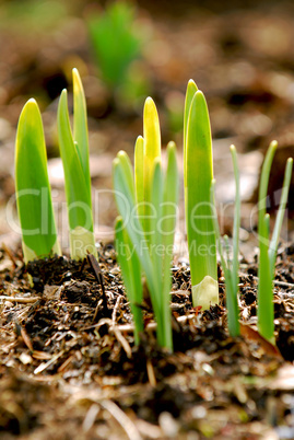 Spring shoots