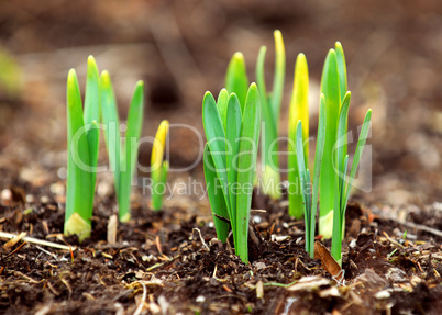 Spring shoots
