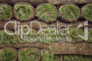 Rolled sod