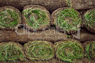 Rolled sod