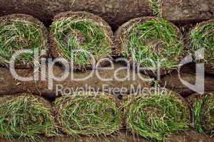 Rolled sod