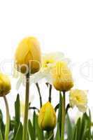 Tulips and daffodils on white background