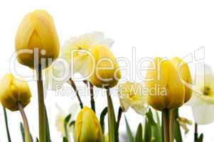 Tulips and daffodils on white background