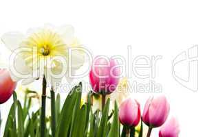 Tulips and daffodils on white background