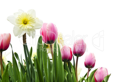 Tulips and daffodils on white background