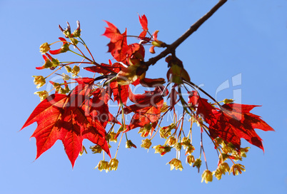 Maple branch