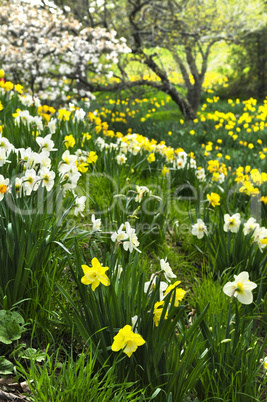 Blooming daffodils in spring park