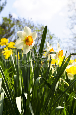Blooming daffodils in spring park