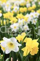 Daffodils