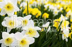 Daffodils