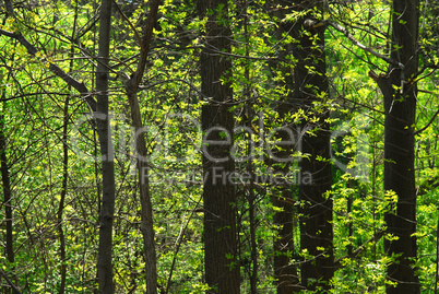 Green spring forest