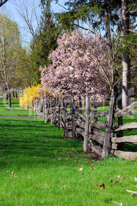 Spring landscape