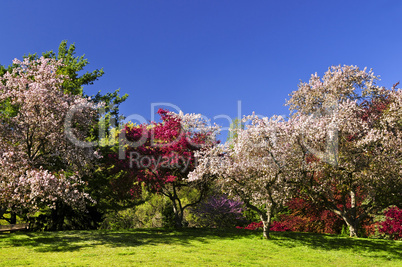 Blooming fruit trees in spring park