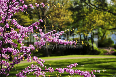 Blooming cherry tree in spring park