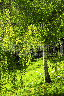 Green birch tree