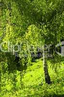 Green birch tree