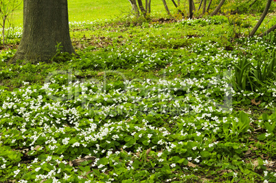 Spring flowers near creek